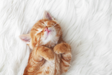 Katzen-Eingewöhnung Top 3 & Flop 3 für einen stressfreien Start ins neue Zuhause
